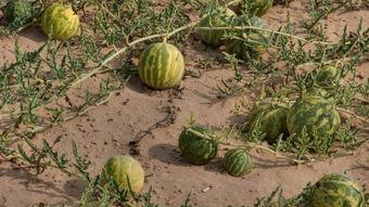 吃小瓜的害处,揭秘吃小瓜的五大潜在危害