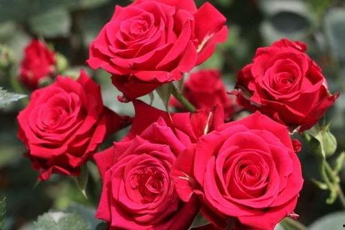 微头条做玫瑰花,微头条教你轻松打造浪漫玫瑰花