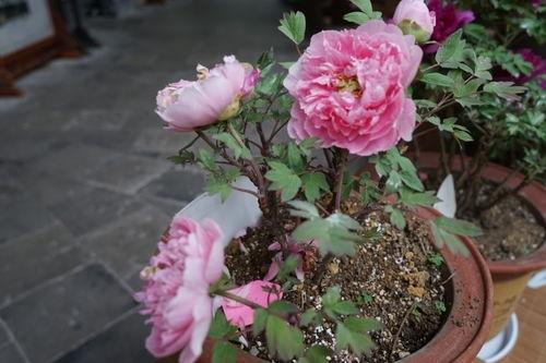 今日头条燕郊牡丹花展,盛放春色，赏花盛宴启幕”