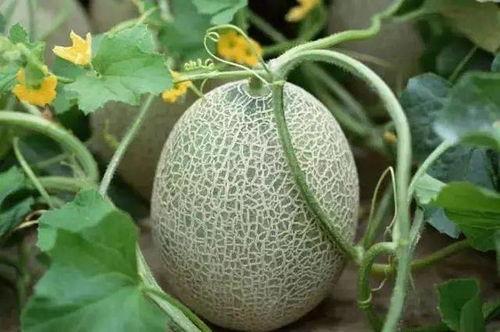 吃瓜和新闻之间界线是什么,探寻舆论场中的边界与责任