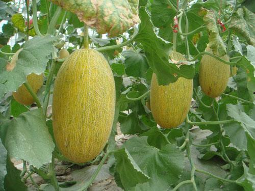 小蛤蟆吃哈密瓜,小蛤蟆的哈密瓜盛宴之旅