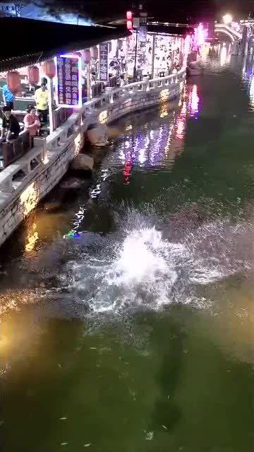 网红表演跳水盆景,惊险刺激引网友热议