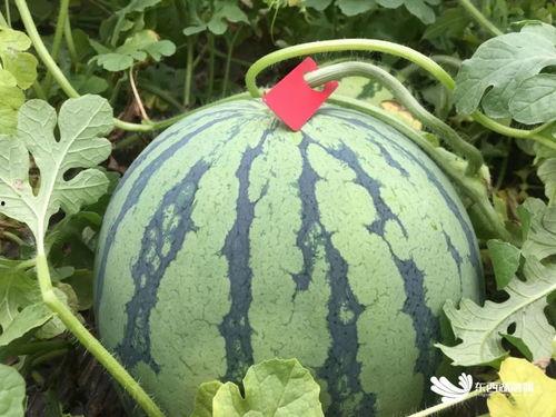 赏花吃瓜,尽享田园诗意时光