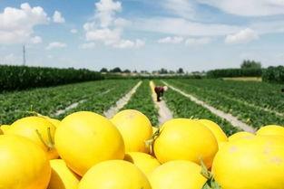 吃蜜瓜的最佳季节,尽享甜美时光