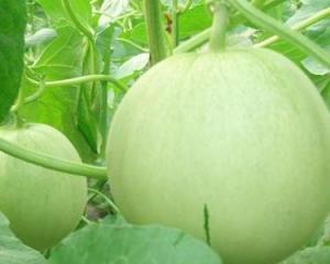 哪些瓜孕妇可以吃,孕期适宜食用的瓜类盘点